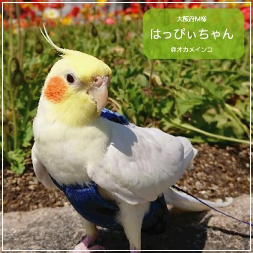 フライトスーツ　スモール〜ウロコインコ　小型のオカメインコ｜bird-style｜09