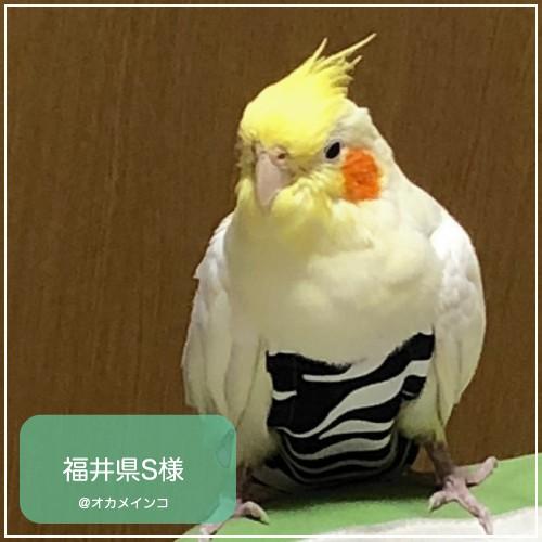 フライトスーツ　スモール〜ウロコインコ　小型のオカメインコ｜bird-style｜10