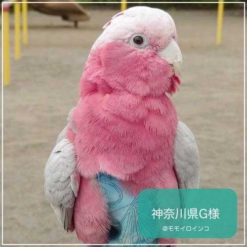 フライトスーツ ワイドプラス〜モモイロインコ ソロモンオウム : 鳥
