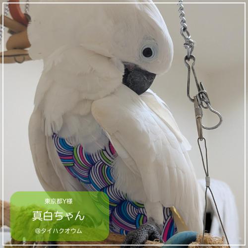 フライトスーツ エックスラージ〜アルーキバタン タイハクオウム : 鳥 
