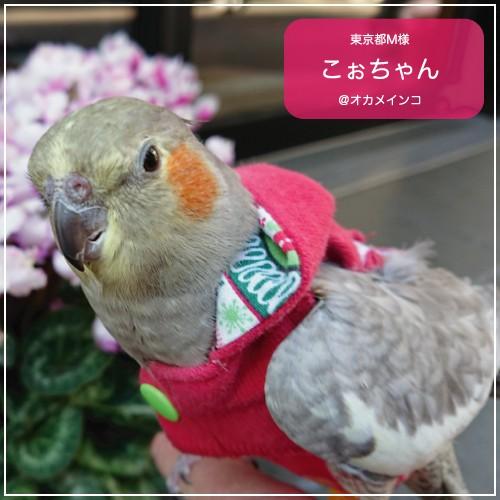 バーディフーディ ジュニアスモール〜小型のウロコインコ : 鳥グッズの