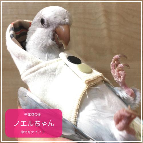 バーディフーディ スモール〜ウロコインコ 小型のオカメインコ