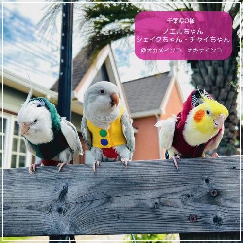 バーディフーディ スモール〜ウロコインコ 小型のオカメインコ : 鳥