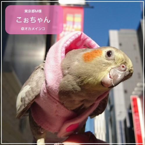 バーディフーディ スモール〜ウロコインコ 小型のオカメインコ