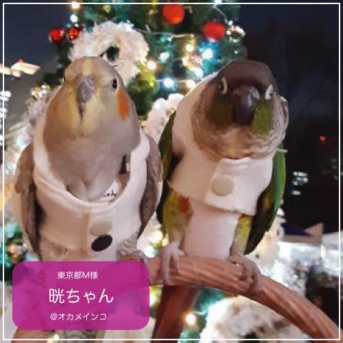 バーディフーディ スモール〜ウロコインコ 小型のオカメインコ : 鳥