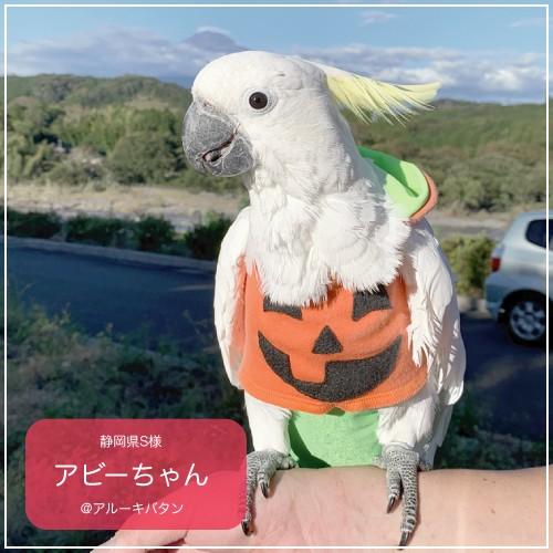 バーディフーディ エックスラージ アルーキバタン タイハクオウム Bsf 103xl 鳥グッズの店 Bird Style Yahoo 店 通販 Yahoo ショッピング