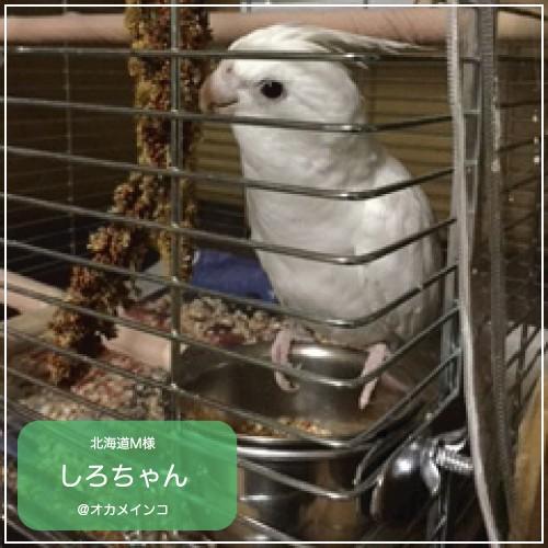 インコ 鳥 グッズ/ステンレス餌入れ 5オンス : 鳥グッズの店 Bird