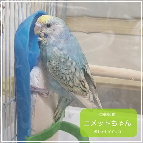 インコ 鳥 餌入れ/カトルボーンホルダー : 鳥グッズの店 Bird-style