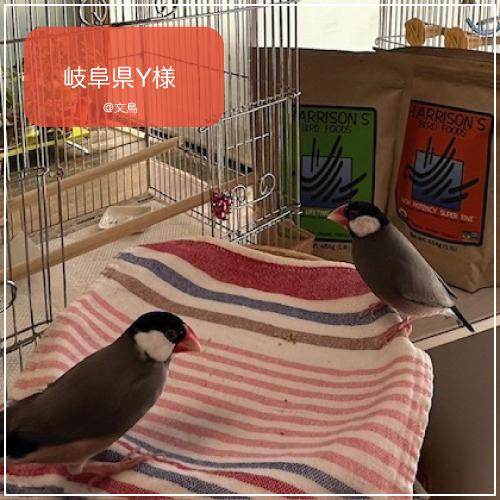 【中古】 花鳥風月/秋田書店/ＪＥＴ 中古】 花鳥風月/秋田書店/JET