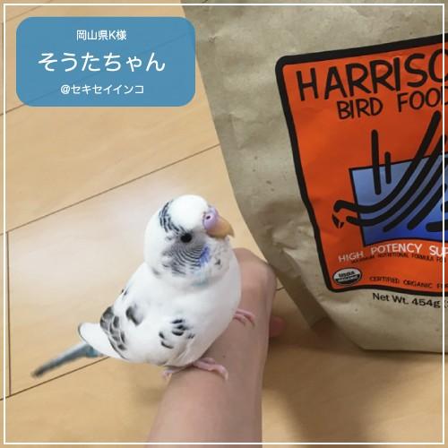 賞味期限　2025年3月 ハリソンバードフード　ペレット/ハイポテンシー　スーパーファイン｜bird-style｜08