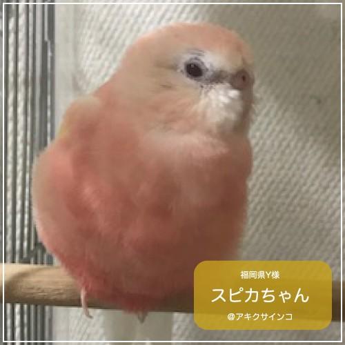 Amazon | ラウディブッシュ デイリーメンテナンス(ミニ) 1.25kg