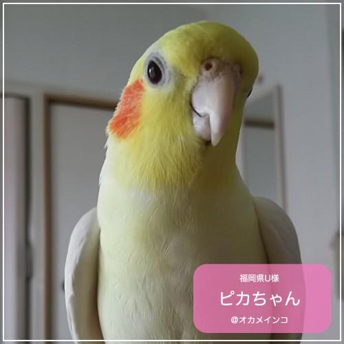 鳥専用　サプリメント/ネクトンＳ （35g）｜bird-style｜02