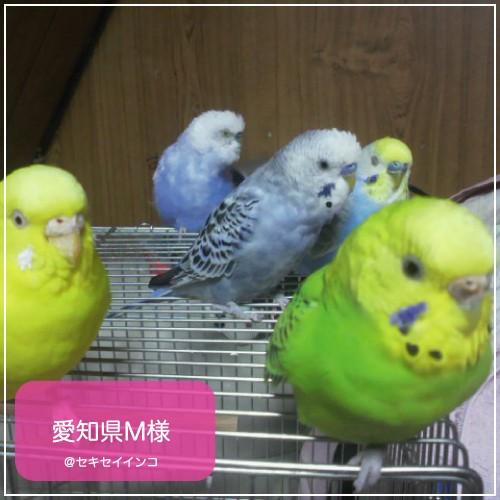 鳥専用　サプリメント/ネクトンＳ （35g）｜bird-style｜03