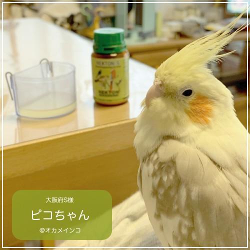 鳥専用　サプリメント/ネクトンＳ （35g）｜bird-style｜05