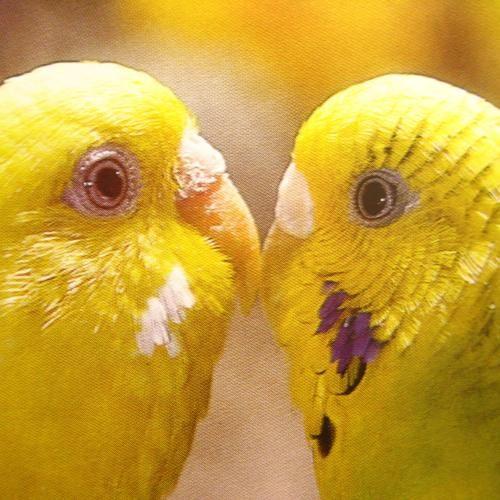 PARAKEETS〜Complete Pet Owner's Manual｜bird-style｜03