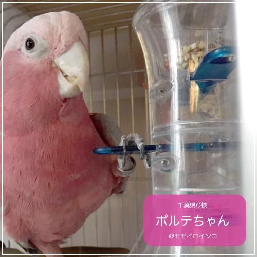 インコ 鳥 おもちゃ/プッシュ＆プル フォージングトイ : 鳥グッズの店