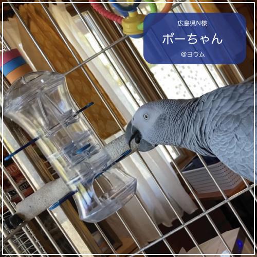 インコ 鳥 おもちゃ/プッシュ＆プル フォージングトイ : 鳥グッズの店