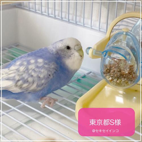 インコ 鳥 おもちゃ チップ アンド トリート Tip Treat Tf 016 鳥グッズの店 Bird Style Yahoo 店 通販 Yahoo ショッピング