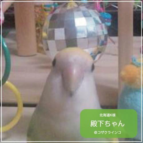 インコおもちゃ　鳥おもちゃ　厚切りバルサ　バードトイ 楽天市場】インコ おもちゃ バードトイ 鳥おもちゃ 原木 吊り