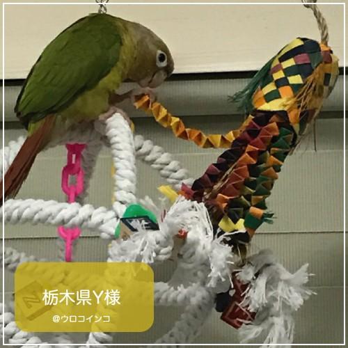 インコ 鳥 おもちゃ/ピニャータ・オクトパス : 鳥グッズの店 Bird