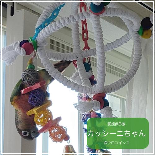 インコ　鳥　おもちゃ/オービター｜bird-style｜06