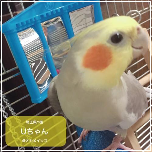 インコ 鳥 おもちゃ/バードトイ・ファン ハウス ミラー : 鳥