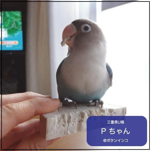 Steiff - シュタイフ☆Miniature Parrot ID完品☆パロット