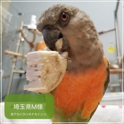 Steiff - シュタイフ★Miniature Parrot ID完品★パロット/オウム/インコ ぬいぐるみ ドイツ シュタイフ（STEIFF） オウム STEIFF LARI