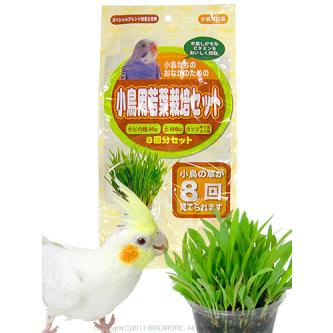 アラタ 在庫限り♪ 小鳥用 若葉栽培 セット 9993347 BIRDMORE