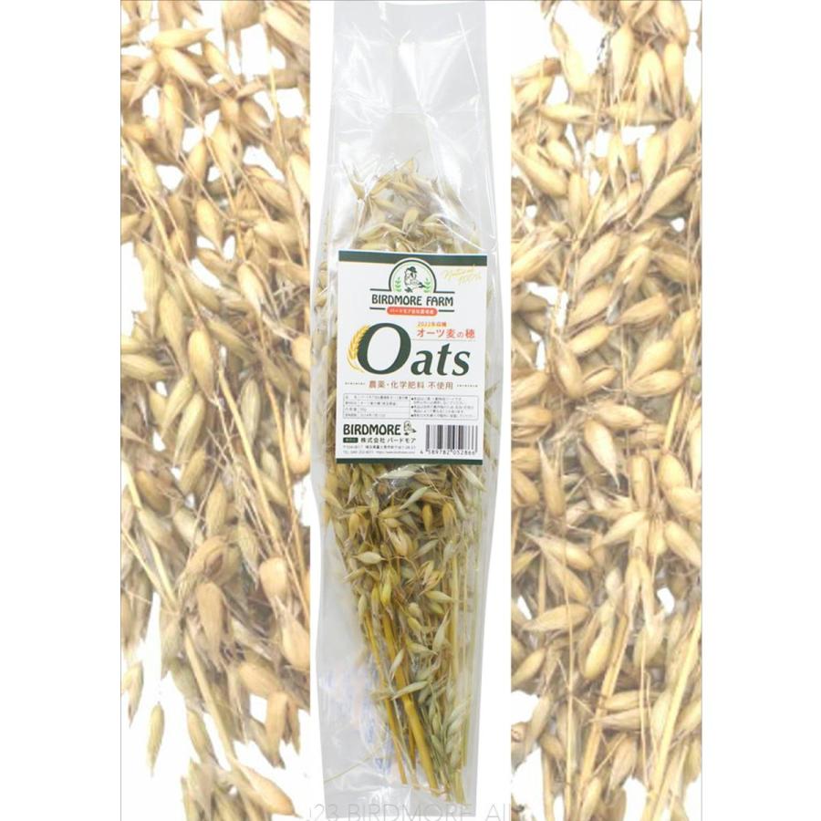 バードモア ファーム オーツ麦の穂 50g　（農薬・化学肥料不使用） 脱酸素パッケージ　9999101 BIRDMORE 鳥用品 餌 おやつ えんばく エンバク 燕麦 エン麦（Yahoo!・飼鳥用品専門店BIRDMORE）