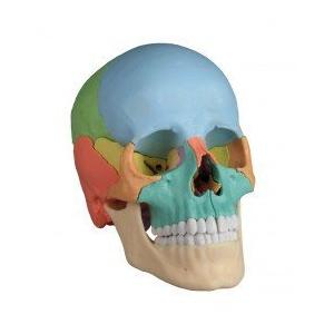 4708 Erler room osteopathy skull model, 22 pieces, didactic Execution 並行輸入品