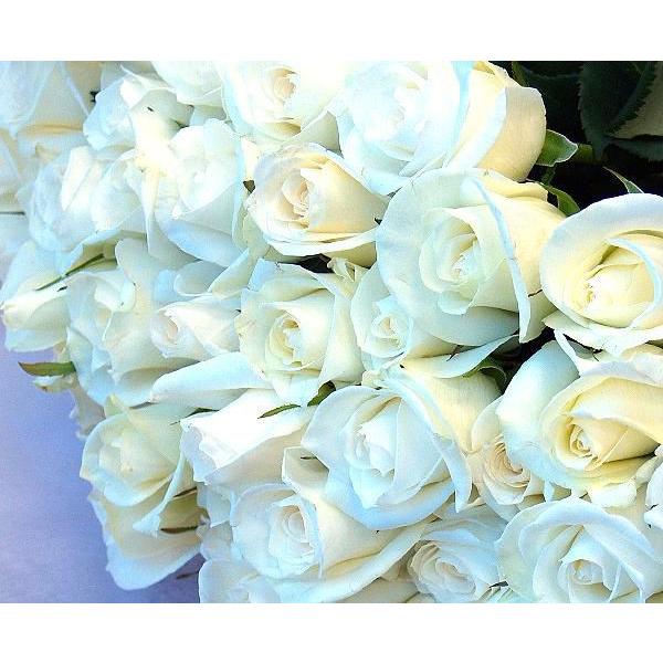 バラ 花束 ホワイトローズ 国産 白バラ 50本 白いバラ 最上級のバラ 薔薇 花 生花 ブーケ 記念日 誕生日 お祝い 結婚記念日 ギフト プレゼント Siro5 Bises Flower 通販 Yahoo ショッピング