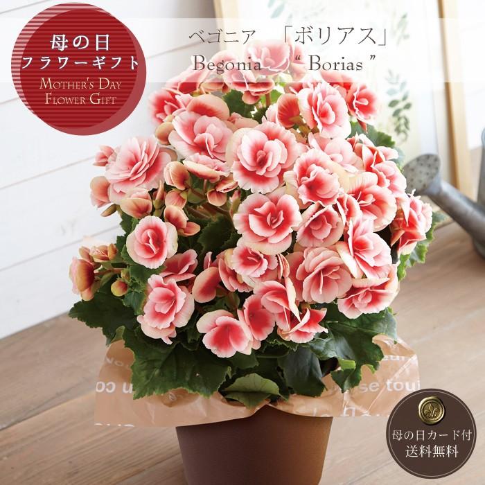 母の日 ギフト プレゼント 鉢植え ベゴニア ボリアス 母の日カード付 送料無料 Et Hk12md02 美食サークル にしき堂館 通販 Yahoo ショッピング