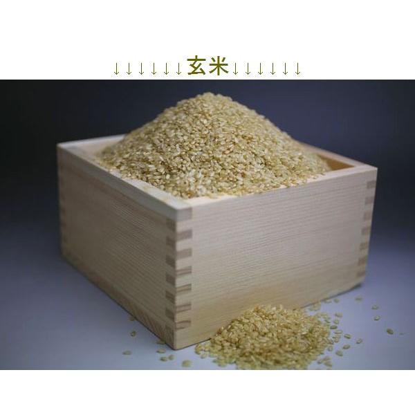 令和7年度】新米 新潟産コシヒカリ 玄米 (10kg×2) 20kg 自家製 新米100 