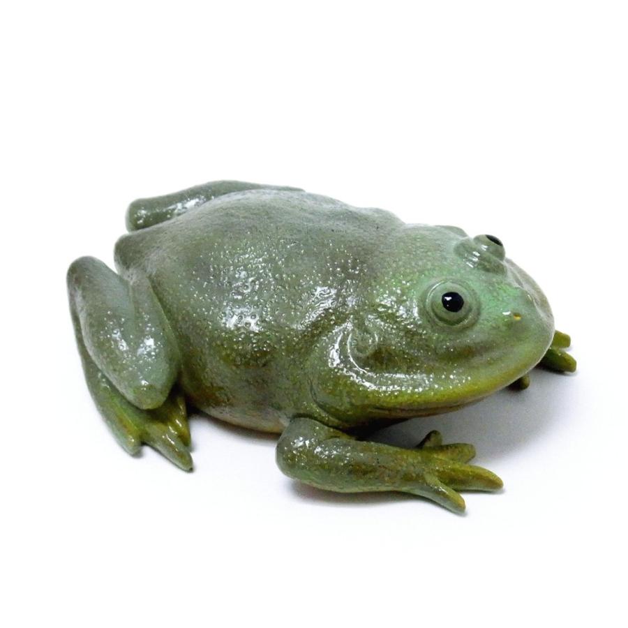 カエルの置き物 レプティスマグ バジェットガエル Reptiles Mag Budgett S Frog あすつく Bmg B Frog Bit 通販 Yahoo ショッピング