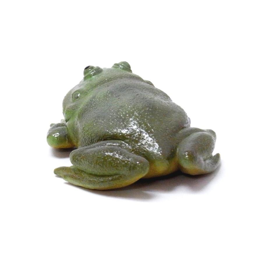 バジェットガエル 洗う