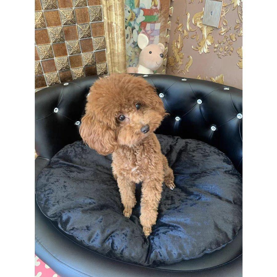 ★★高級ソファーベッド★★豪華　高級ベッド　プリンセス　ペットソファー　小型犬用　犬　ラグジュアリー 
