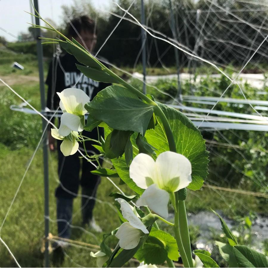 びわ湖が恋する野菜たち　Lサイズ　環境負荷の少ない農法　野菜セット　農家直送｜biwacoi｜08