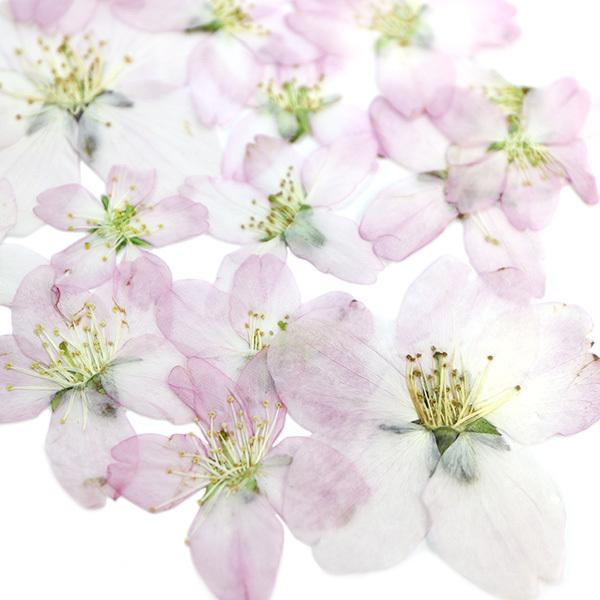 押し花 桜とレースフラワー レジン封入 素材 セット 押し花 桜 レジン ドライフラワー レースフラワー 8nsakurarace 美和田屋yahoo 店 通販 Yahoo ショッピング