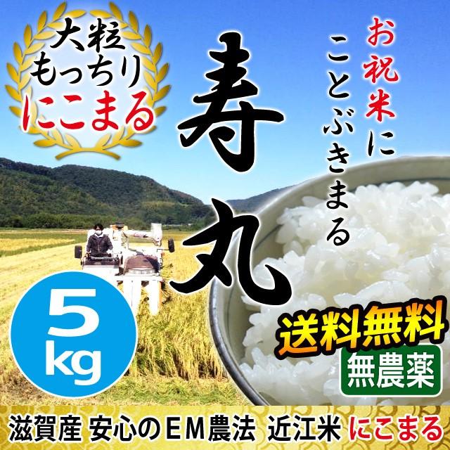 米 お米 5kg にこまる 無農薬 令和5年産 2023年産 寿丸 吉田農園 滋賀産 白米 玄米 送料無料｜biwaoumi