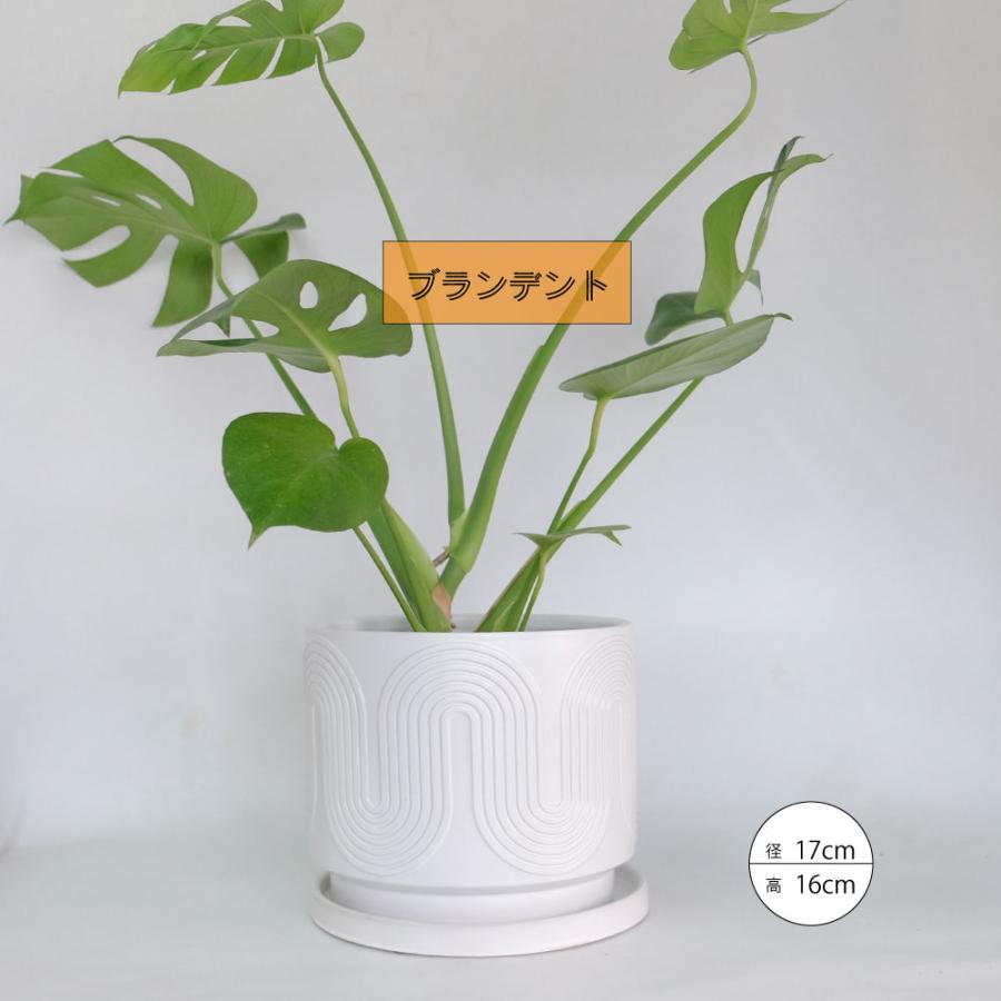 植木鉢 おしゃれ ブランデントL 受皿付 白鉢 陶器鉢 径17cm 高16cm 5号