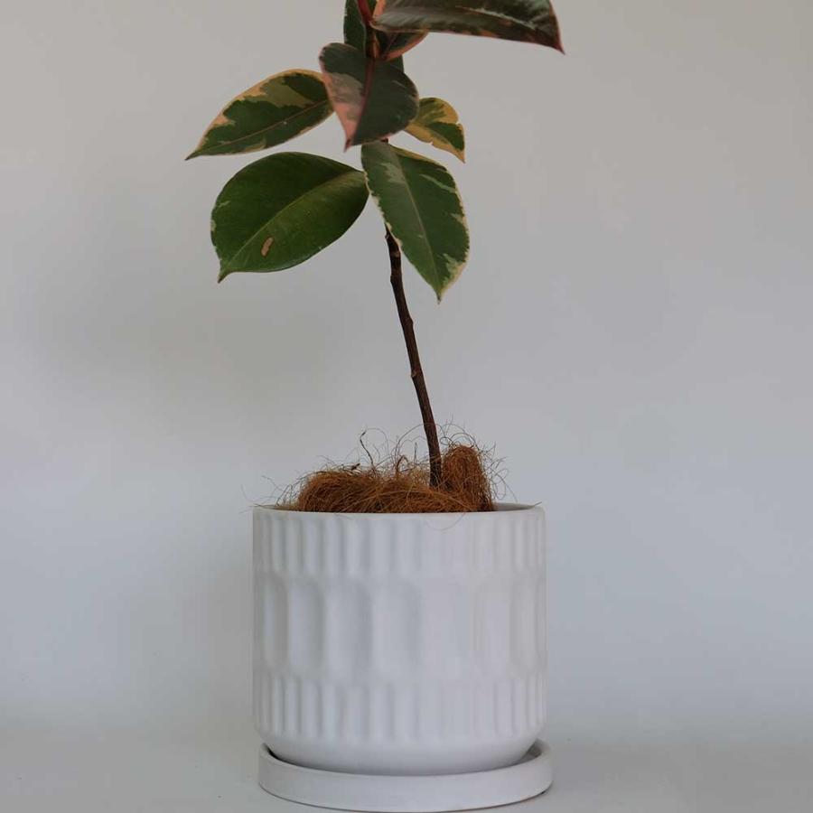 植木鉢 おしゃれ ブランデントL 受皿付 白鉢 陶器鉢 径17cm 高16cm 5号