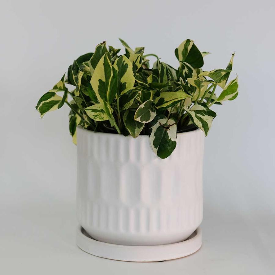 植木鉢 おしゃれ ブランデントL 受皿付 白鉢 陶器鉢 径17cm 高16cm 5号