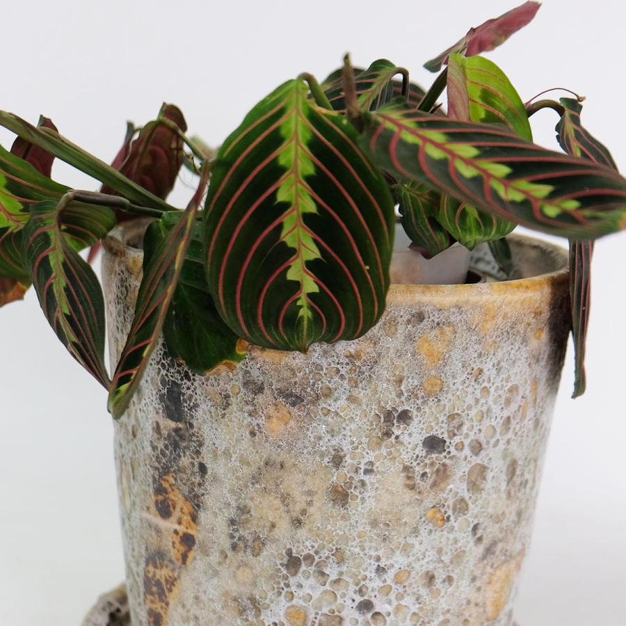 植木鉢 おしゃれ モトルポット 17 受皿付 5号鉢 陶器鉢 セラミック鉢
