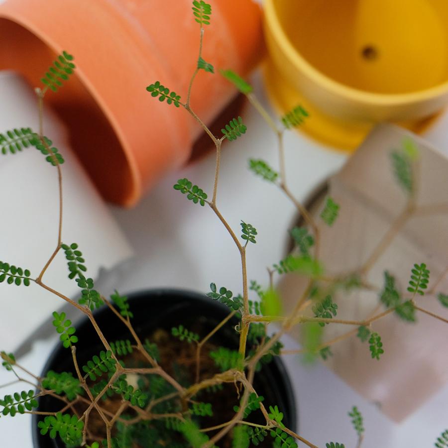 植木鉢 おしゃれ 軽い プラ鉢 ソリッド10 受皿付 3号鉢 プラスチック