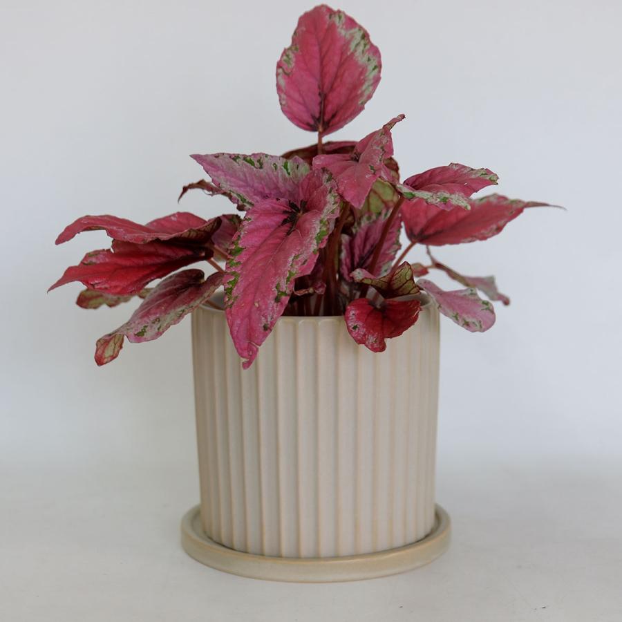植木鉢 陶器 おしゃれ イロ16G リニューアル 受皿付 径16cm 高15cm 底