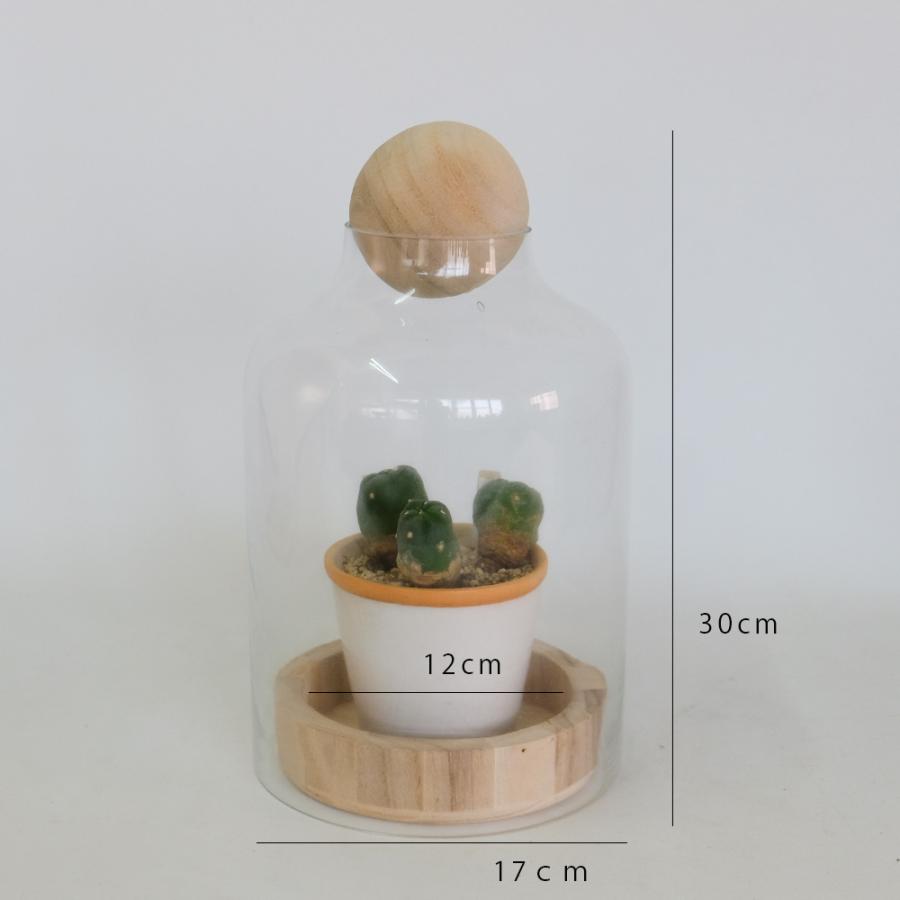 BRICK terarrium LONG テラリウム サボテン 多肉植物 : ガーデニング日