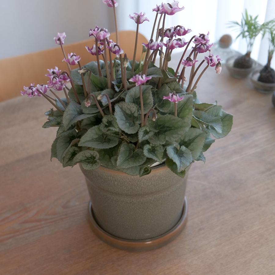 植木鉢 おしゃれ Kaunis16 陶器鉢 受皿付き 底穴あり 径16cm 高14cm