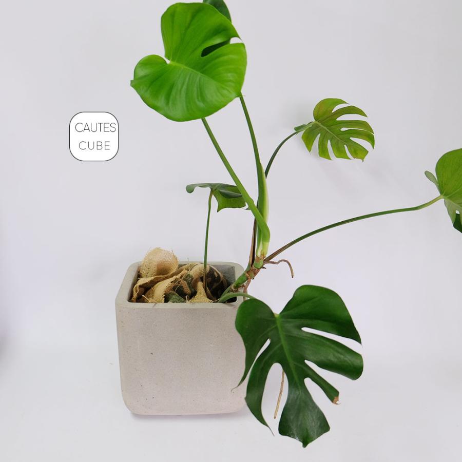 コーテスキューブ 26 植木鉢 おしゃれ プランター幅26cm奥26cm 高さ