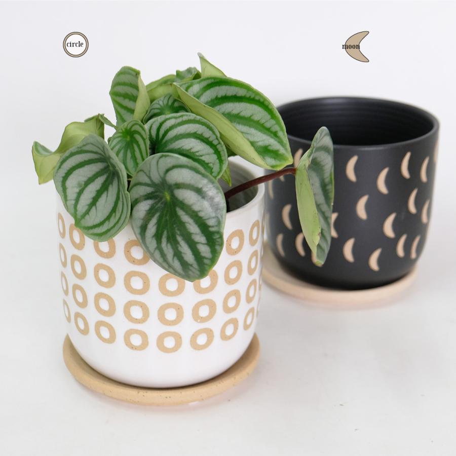 植木鉢 おしゃれ Kuvio 陶器鉢 かわいい 受皿付 トロンコ tronco S径